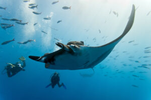 Manta ray swimming through an azure blue ocean surrounded by small silver fish and followed by two scuba divers